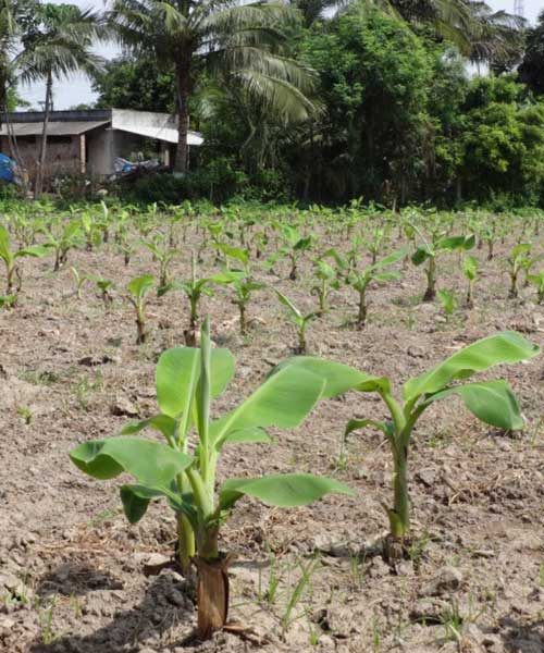 Farm-Paln Preparation